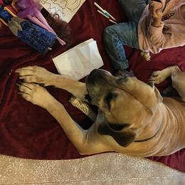 Boerboels and French Bulldogs from Cedar Spring Boerboels