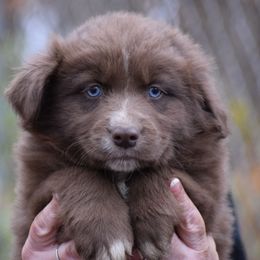 Boy 3 - Red & white male Australian Shepherd puppy in Three Rivers, Michigan from Mitten Australian Shepherds