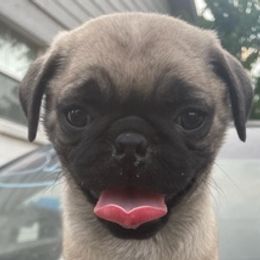 Pugs from Paws of All