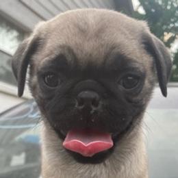 Pugs from Paws of All