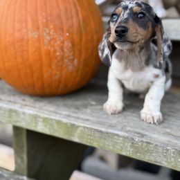 Dachshund puppies from Taylors Tiny Tails