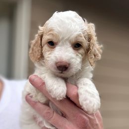 Jelly Bean - Buff and white female Cockapoo puppy in Salem, Oregon from Capital Doodles