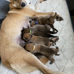 Chinook Puppies from Mystique Pond Chinooks