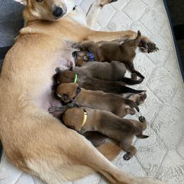 Chinook Puppies from Mystique Pond Chinooks