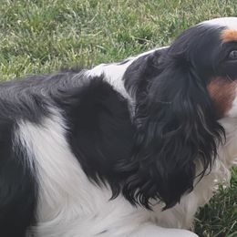 Teeter - Cavalier King Charles Spaniel