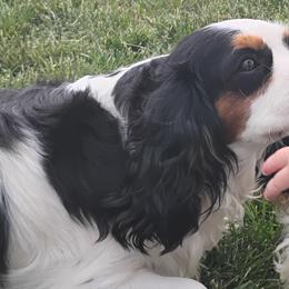 Teeter - Cavalier King Charles Spaniel