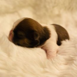 Boxer and Shih Tzu Puppies from Victorio Boxers & Shih-Tzu's