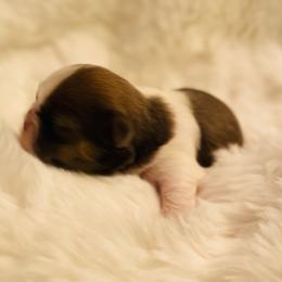 Boxer and Shih Tzu Puppies from Victorio Boxers & Shih-Tzu's