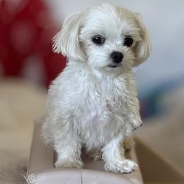 MONA - White female Maltese puppy in Upland, California from Prime Paradise Kennel