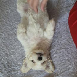 Havanese Puppies from Watson Farms