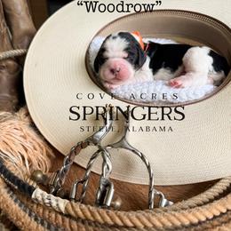 Woodrow - Black white and tan male English Springer Spaniel puppy in Steele, Alabama from Cove Acres Springers
