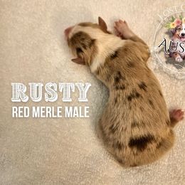Rusty - Red merle male Miniature American Shepherd puppy in Ferndale, California from Lost Coast Aussies