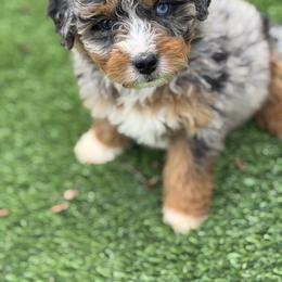 Clara - Blue merle female Bernedoodle puppy in North Ogden, Utah from Flying S Mini Dachshunds