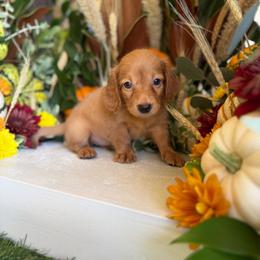 Maxie - Red female Dachshund puppy in Wills Point, Texas from Duck Creek Farm