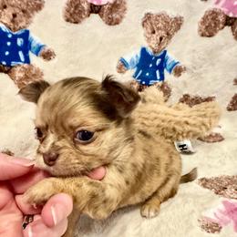 Rose - Merle female Chihuahua puppy in Canton, Ohio from Elysium Fields Chihuahuas