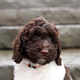 Fletcher - Chocolate male Australian Labradoodle puppy in Williamstown, New York from Lewis Manor Labradoodles
