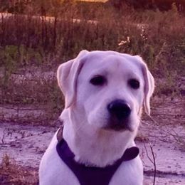 Labrador Retriever Puppies from Nosterfields Labradors