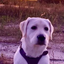 Labrador Retriever Puppies from Nosterfields Labradors