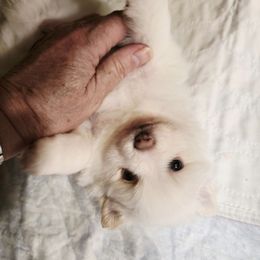 Diamond - Orange parti female Pomeranian puppy in Cleveland, Tennessee from Deborah's Darlings