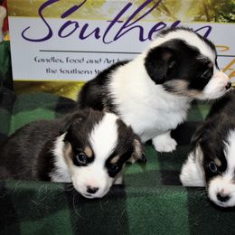 American Corgi Puppies from Southern Tastes American Corgis