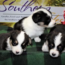 American Corgi Puppies from Southern Tastes American Corgis