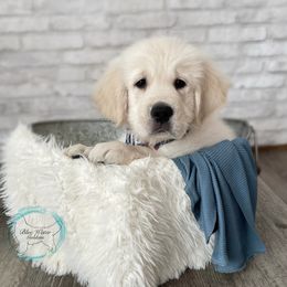 Golden Retriever Puppies from Blue water Goldens