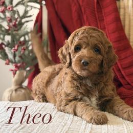 Theo - Red  male Goldendoodle puppy in Heber Springs, Arkansas from H&L GoldenDoodles