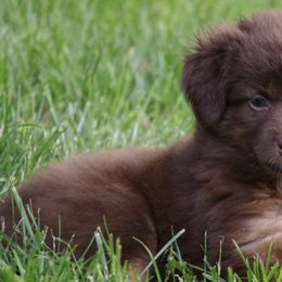 Miniature Australian Shepherds and Pomeranians from White Oak Aussies