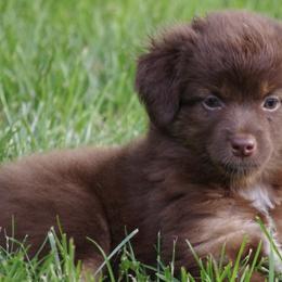 Miniature Australian Shepherds and Pomeranians from White Oak Aussies