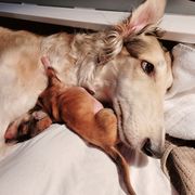 Borzoi Puppies from Luxor Borzoi