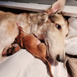 Borzoi Puppies from Luxor Borzoi