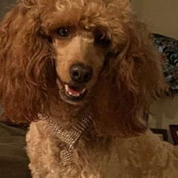 Ginger - Poodle
