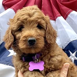 Goldendoodles and Saint Berdoodles from Southern Doodles of Eastern North Carolina