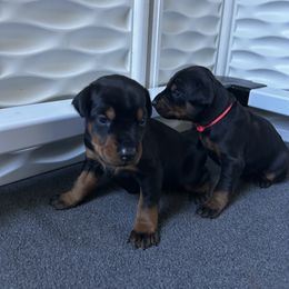 Purple - Black and rust female Doberman Pinscher puppy in Lynn, Michigan from Creekside Dobermans