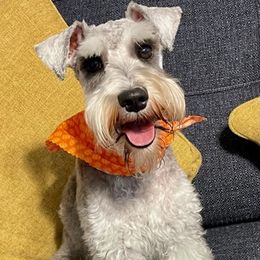 Miniature Schnauzers from Jack & Jill