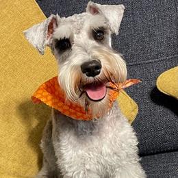 Miniature Schnauzers from Jack & Jill