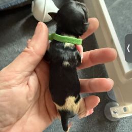 Green boy - Black tan and white male Biewer Terrier puppy in Lebanon, Oregon from SD99Biewers