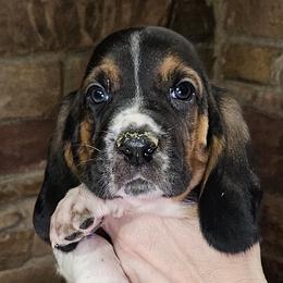 Purple Collar Boy - 3250 - Black white and brown male Basset Hound puppy in Richland Hills, Texas from The Basset Family