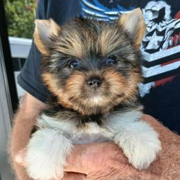 Girl 4 - Black and gold female Yorkshire Terrier puppy in Jamestown, Tennessee from Green Ridge