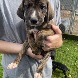 Mountain Cur Puppies from Walnut Ridge Mountain Curs