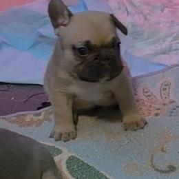 Male Sable Fawn - Fawn and white male French Bulldog puppy in Phoenix, Arizona from ANE French Bulldogs