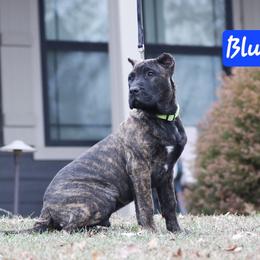Blue Collar - Tiger male Perro de Presa Canario puppy in Pocahontas, Illinois from Cabeza Grande Kennel
