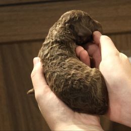 Hershey - Brown merle male Aussiedoodle puppy in Vallejo, California from Well Rooted Doodles
