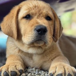Dark Blue - Yellow male Labrador Retriever puppy in Vacaville, California from Eternity Labradors
