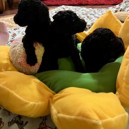 Poodle Puppies from Targa Poodles