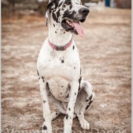 Charlee - Great Dane