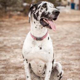 Charlee - Great Dane