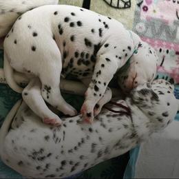 Dalmatian Puppies from Arctic Ridge Dalmatians