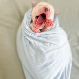 Dalmatian Puppies from Rock a Dalmatian “RockADal”