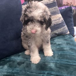 Pepper - Gray and white male Sheepadoodle puppy in Bloomfield, New Jersey from C3 Sheepadoodles